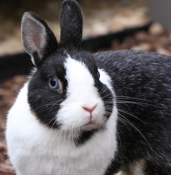 /Images/uploads/Humane Society of Utah/HSU2018/entries/4653.jpg